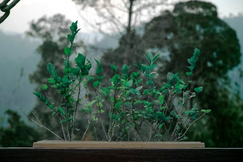 Free Green Leafed Plants on Pot Stock Photo