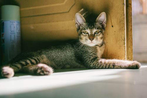 Free A cute tabby cat lounging indoors with sunlight filtering through, casting a warm glow. Stock Photo
