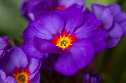 Photos gratuites de fermer, feuilles vertes, fleurs violettes