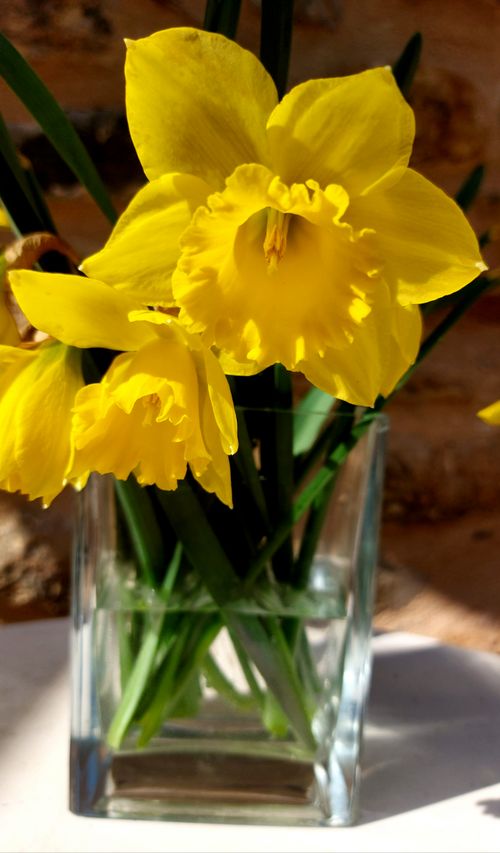 Free Vibrant yellow daffodils in a glass vase, captured in natural light. Stock Photo