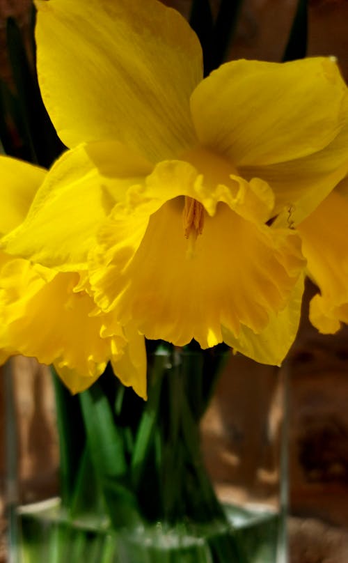 Yellow Daffodils in a Clear Glass Vase