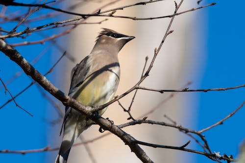 Uccello Grigio Che Si Appollaia Sul Ramo Di Un Albero