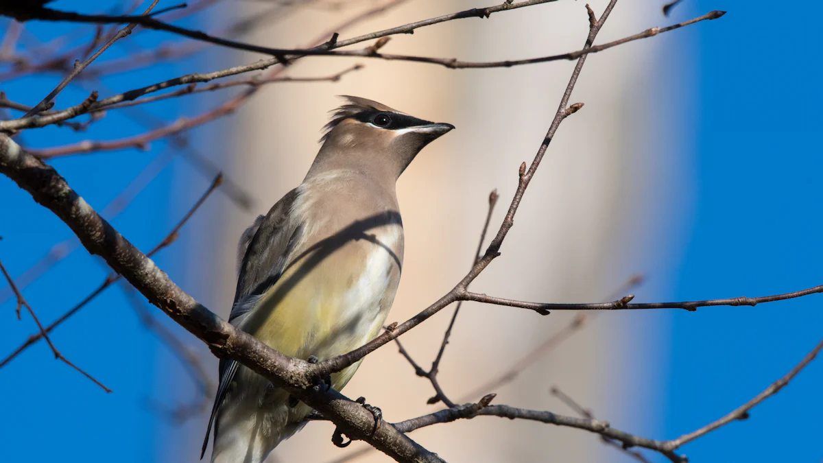 Discover the Best Birdwatching Destinations and Unleash Your Joy