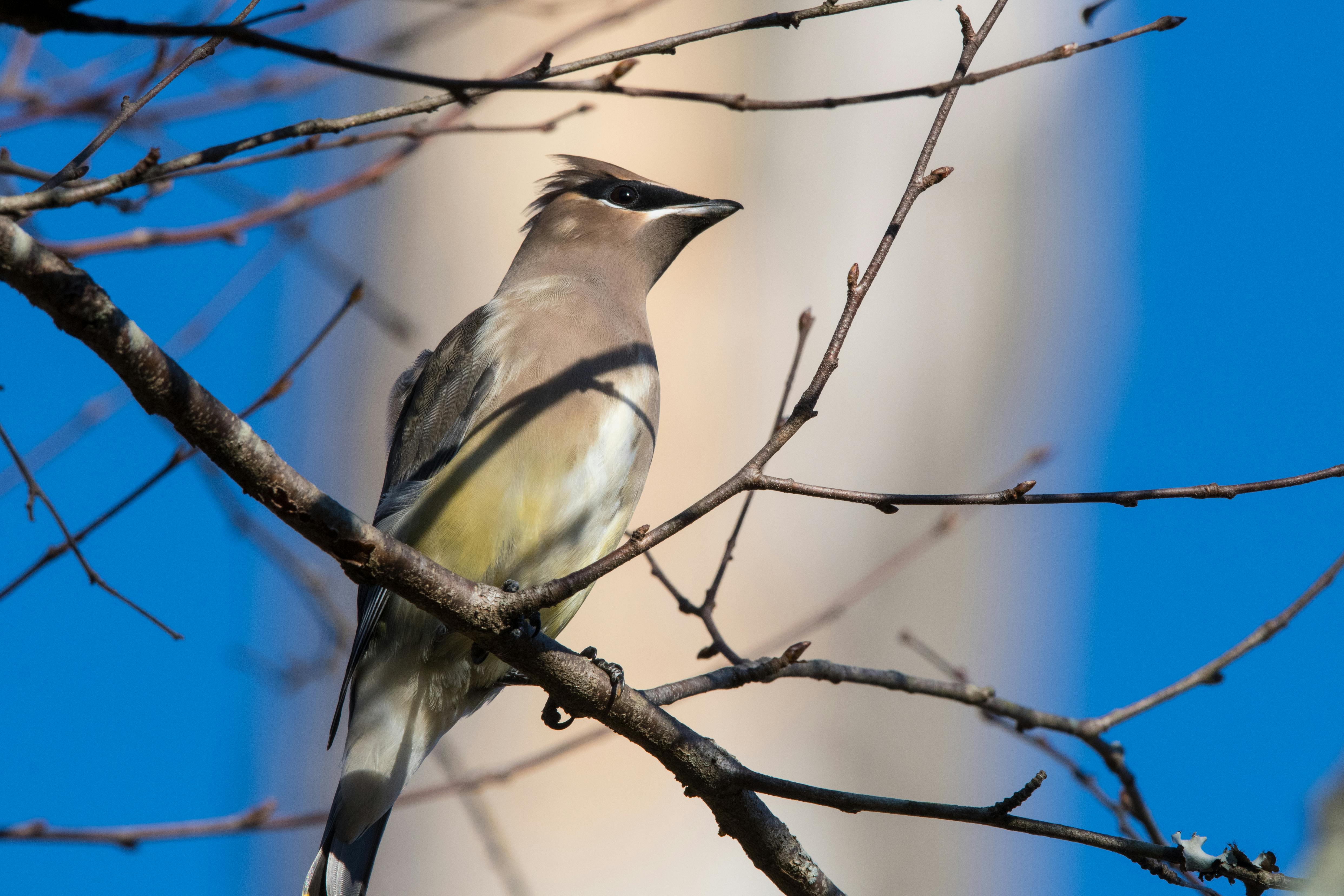 Gray Bird Perching on Tree Branch · Free Stock Photo