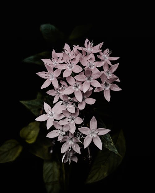 Bezpłatne Darmowe zdjęcie z galerii z botaniczny, ciemne tło, delikatny Zdjęcie z galerii
