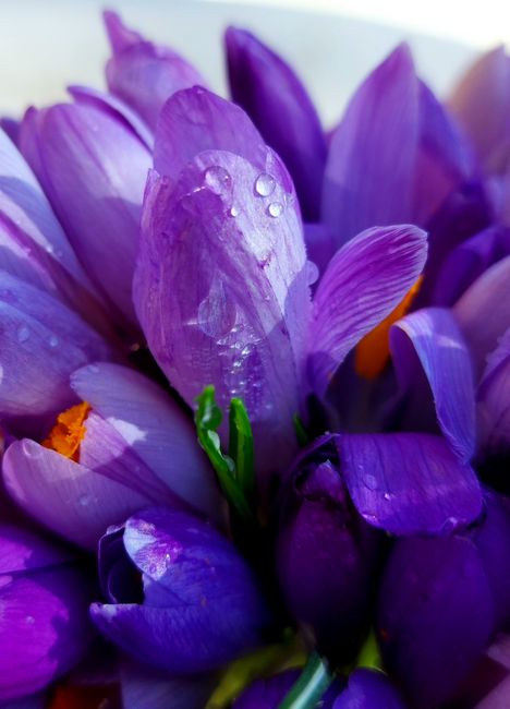 A vibrant close-up of fresh purple crocus flowers, glistening with dew, capturing the essence of spring beauty.