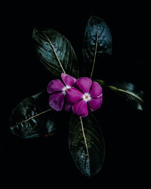 Close-Up Shot of Purple Periwinkles in Bloom