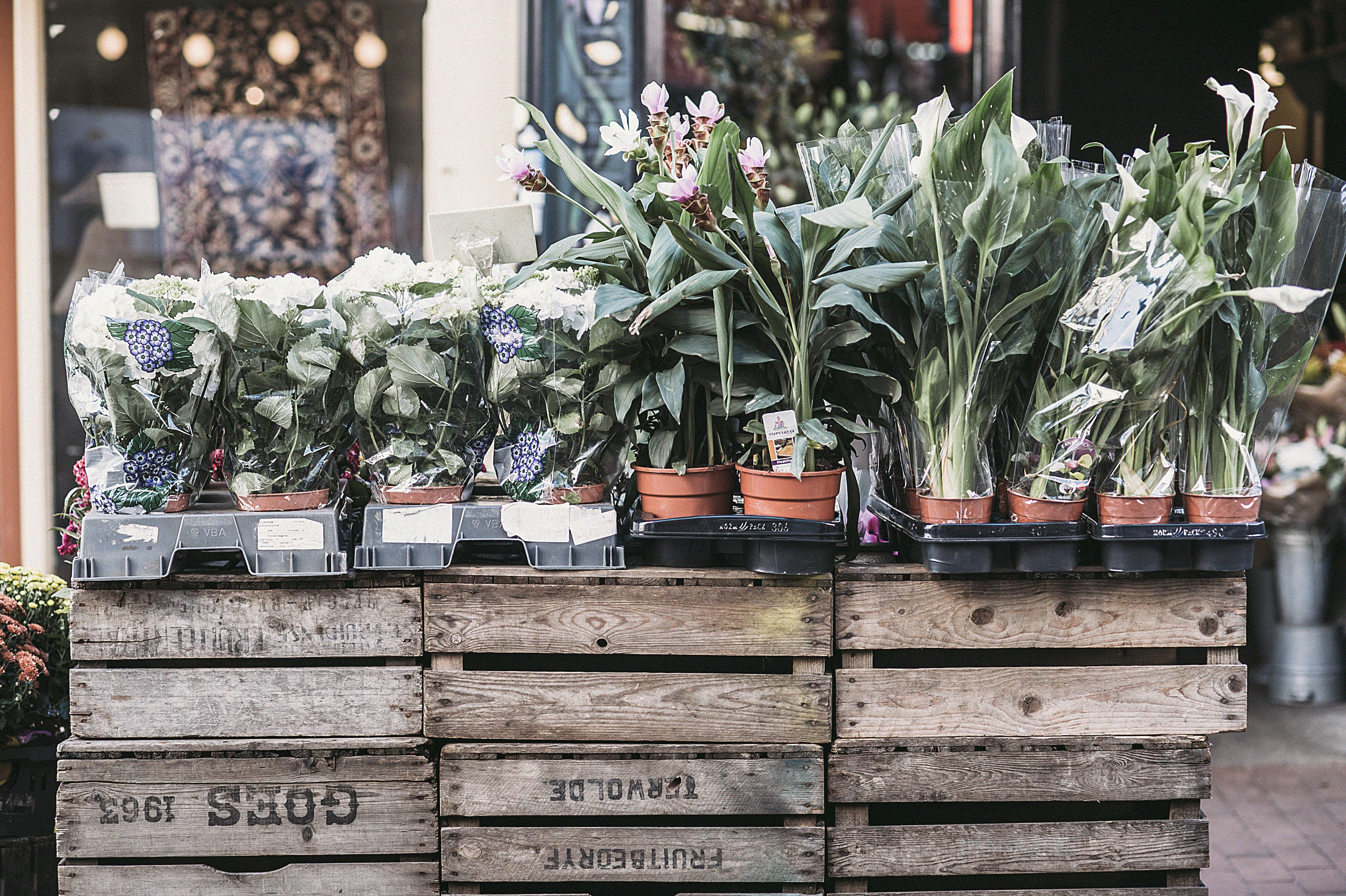 Potted Green Leaf Plants