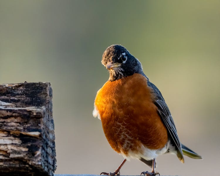 Close-Up Shot Of A Robin Perched On A Wood