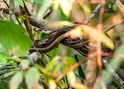 Free stock photo of animals, cold blooded, creepy