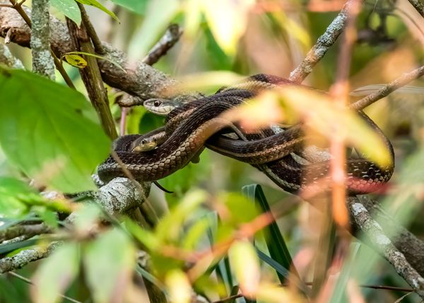 Are There Snakes In Jamaica Comprehensive Answer CGAA