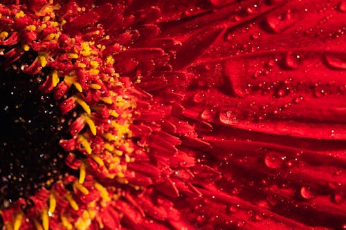 Macro Shot of Red Flower with Droplets of Water