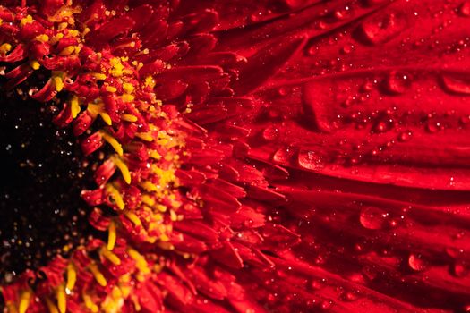 Close-up macro photo of a vibrant red gerbera daisy with dewdrops, showcasing nature's intricate beauty.