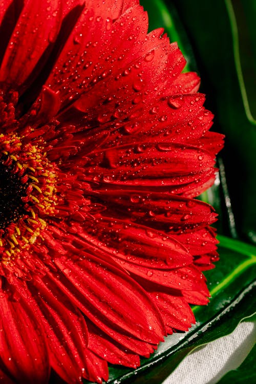 Free Red Flower With Water Droplets Stock Photo