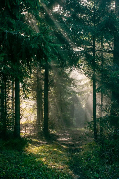 Základová fotografie zdarma na téma denní světlo, les, příroda
