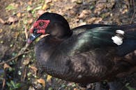 Close-Up Shot of a Muscovy Duck