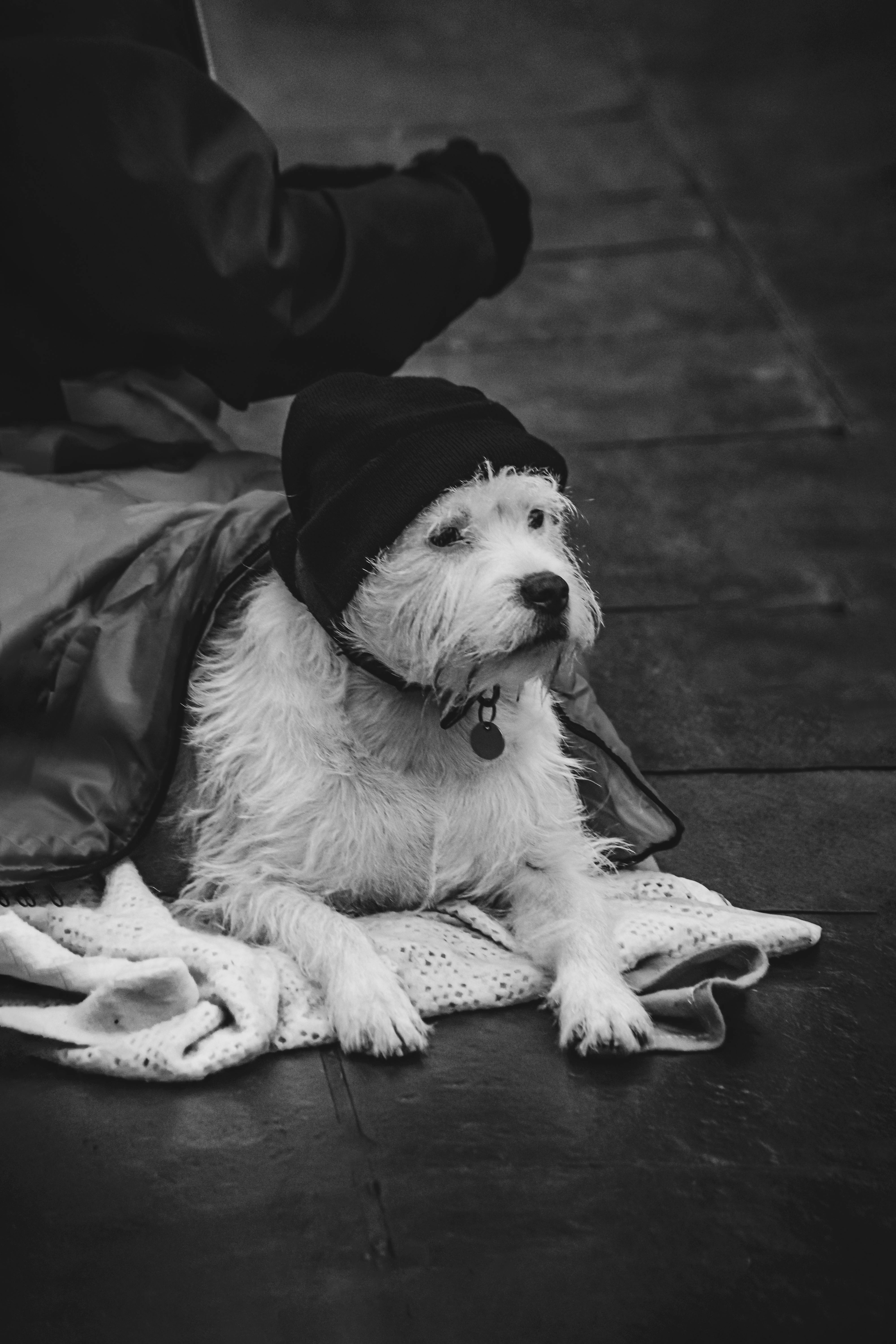 A black and white photo of a dog under a blanket on a street, wearing a beanie hat.