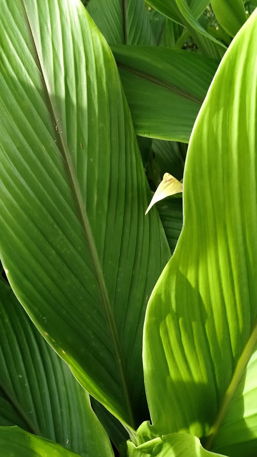 Close-Up Shot of Coconut Leaves