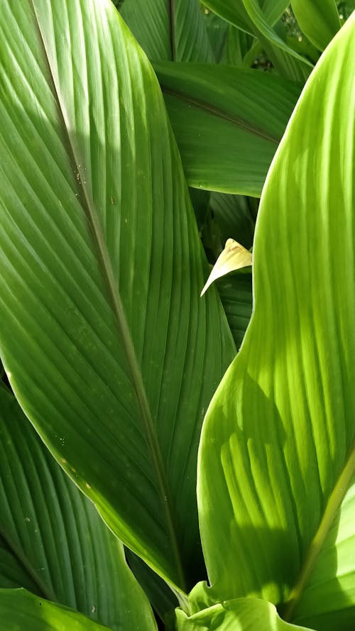 Foto profissional grátis de estrutura, fechar-se, folhas de coco