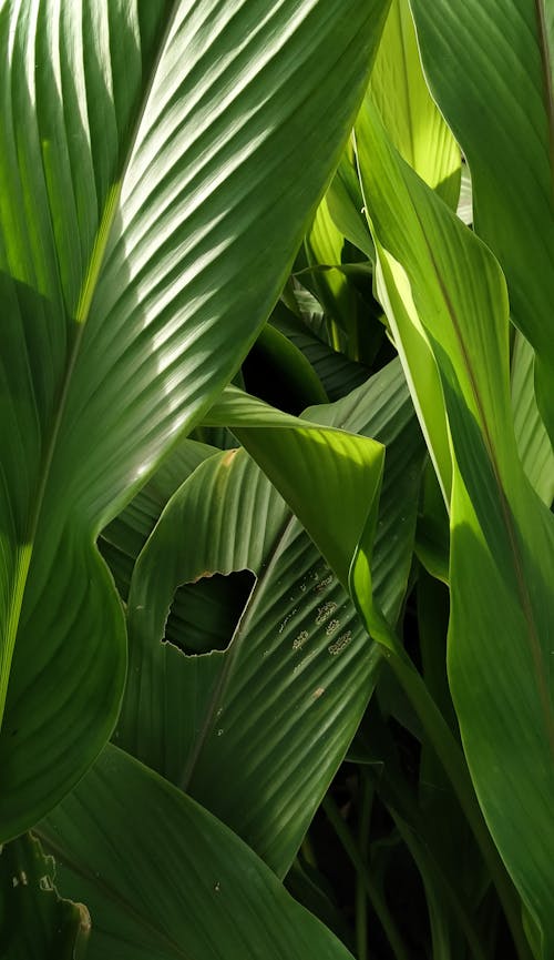 免費 圖案, 垂直拍攝, 棕櫚樹葉 的 免費圖庫相片 圖庫相片
