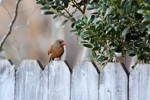 Free Close-Up Shot of a Brown Bird Perched on a Picket Fence Stock Photo