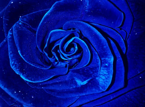Extreme Close-Up Shot of a Blue Rose in Bloom