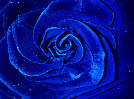 Close-up vibrant shot of a blue rose highlighting its delicate petals with vivid color.