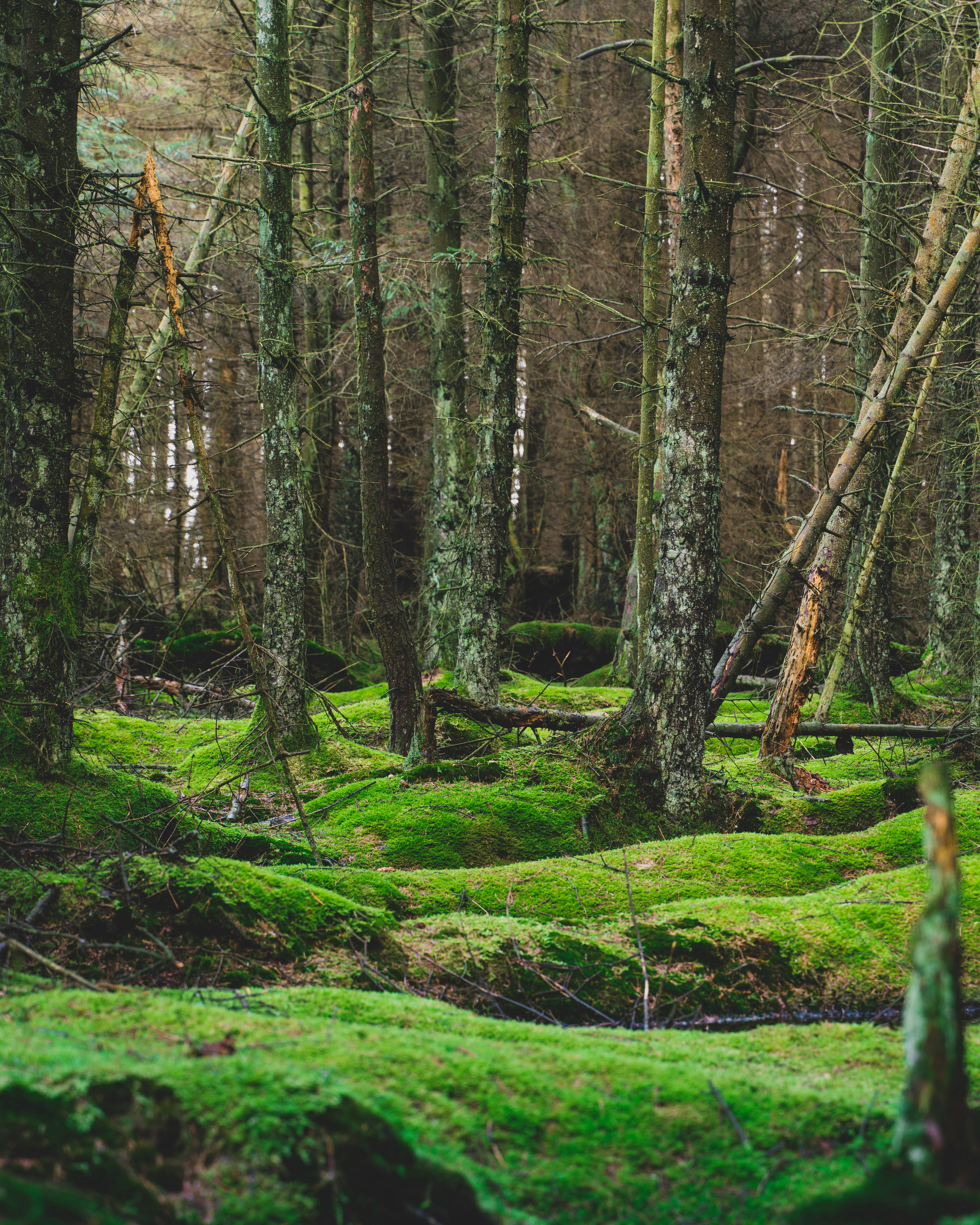 forest with trees and moss