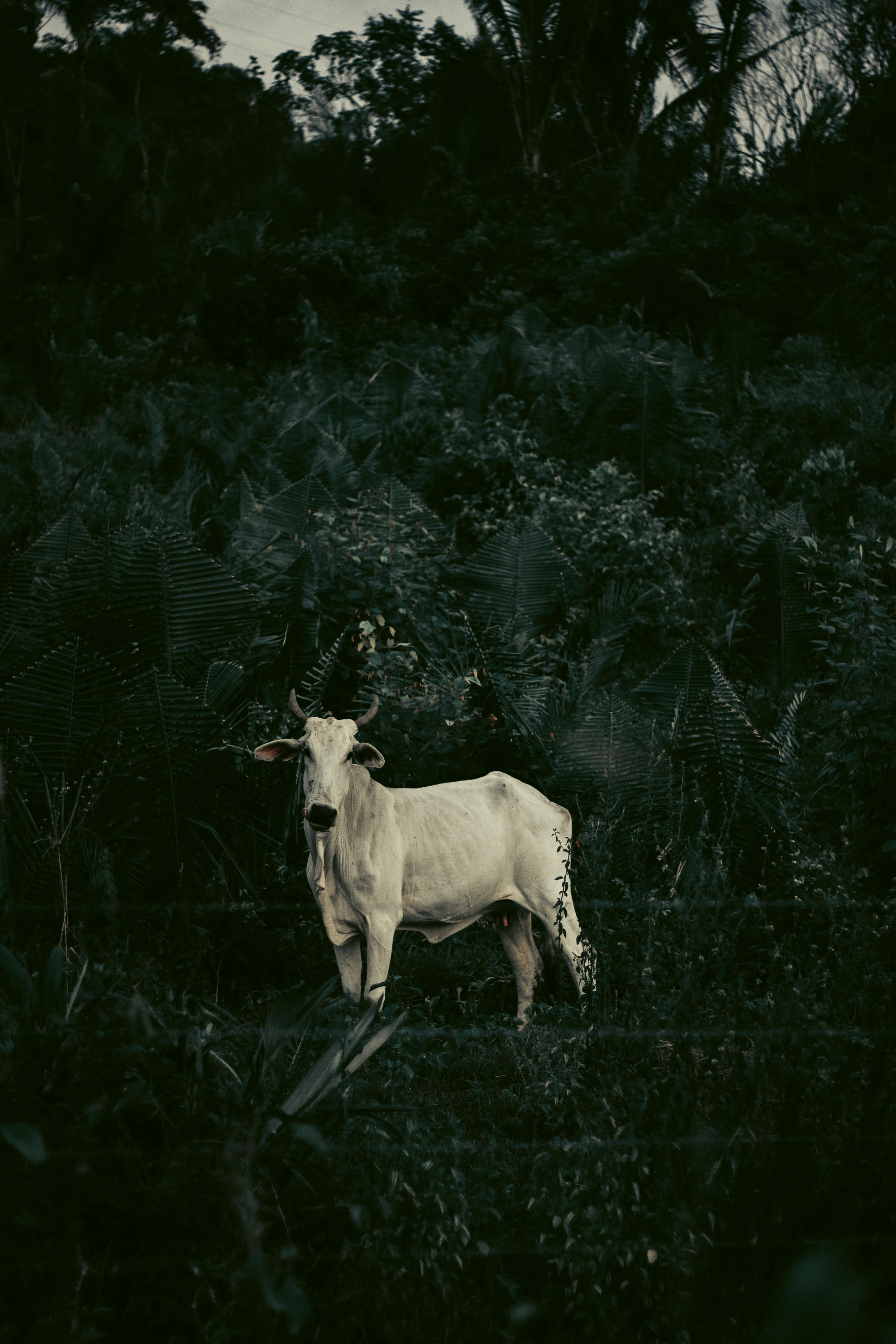 grátis Vaca Branca Em Pé No Campo De Grama Verde Foto profissional