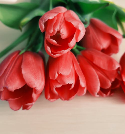 Δωρεάν στοκ φωτογραφιών με γκρο πλαν, κόκκινα λουλούδια, όμορφος