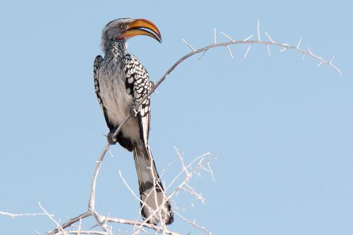 Free A Southern Yellow-Billed Hornbill perched on a bare branch against a clear blue sky in Namibia. Stock Photo