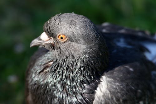 Black  and Gray Bird in Close Up Photography