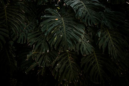 나뭇잎, 몬스테라, 식물의 무료 스톡 사진