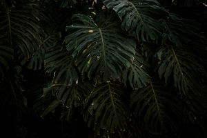 Monstera palm leaves, photo by Jose Luis Photographer on Pexels