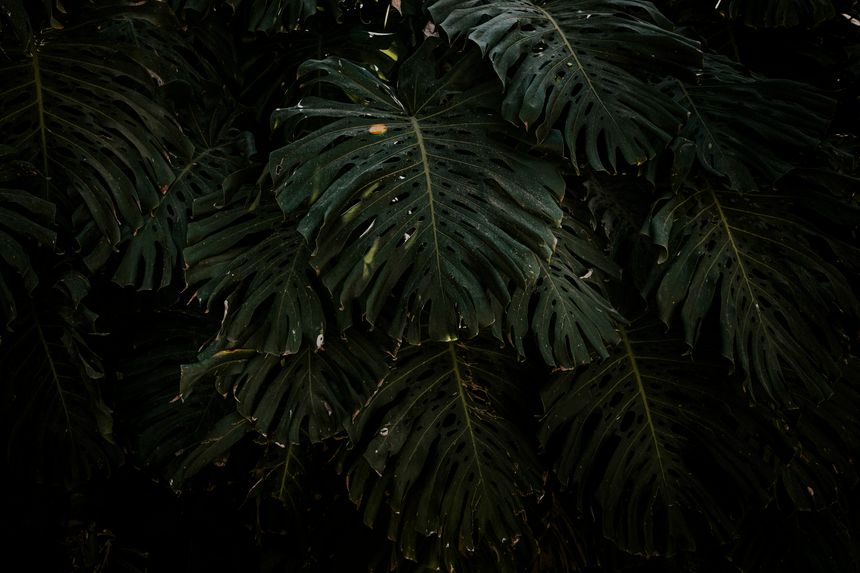 Dark monstera foliage, José Luis Photographer on Pexels