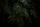 dark jungle