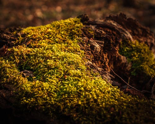 Photos gratuites de allemagne, arbre, arbre abattu