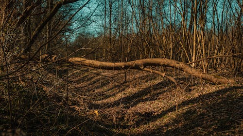 Photos gratuites de allemagne, arbre, arbre abattu