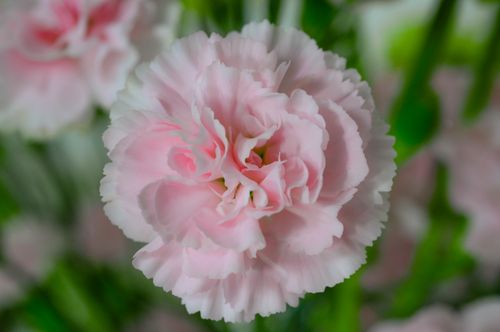 Free Detailed close-up of a delicate pink carnation flower, showcasing its soft petals. Stock Photo
