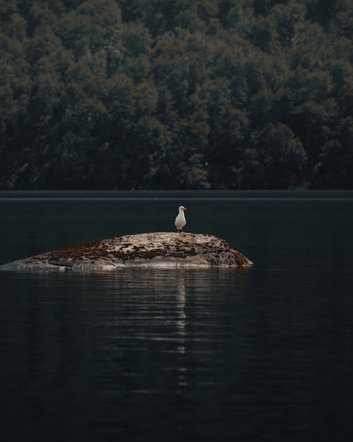 A Bird Standing on a Little Island in Water 