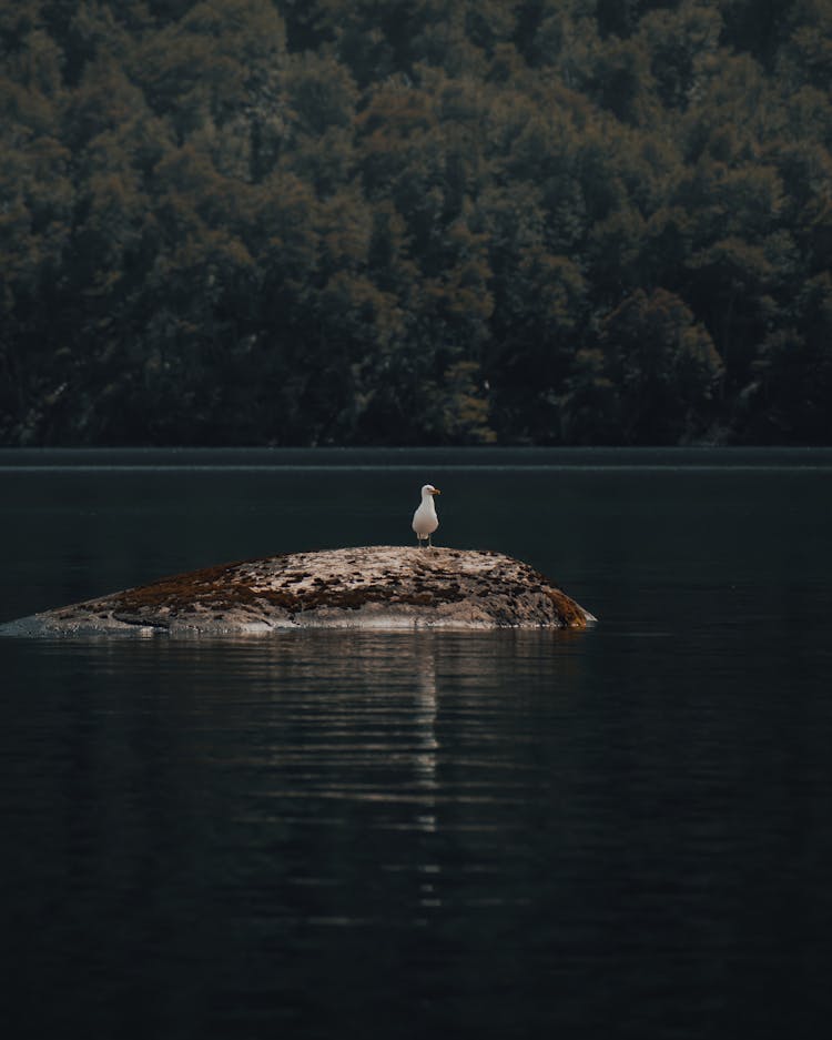 A Bird Standing On A Little Island In Water 