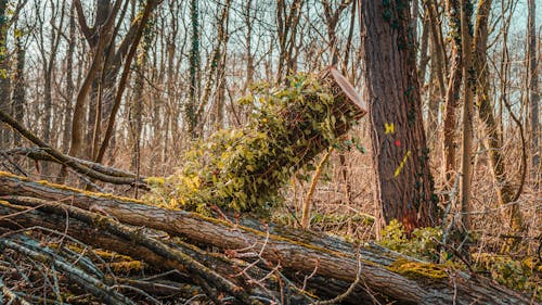 Photos gratuites de allemagne, arbre, arbre abattu