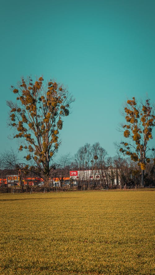 Photos gratuites de allemagne, arbre, arbre abattu