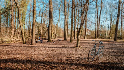 Photos gratuites de allemagne, arbre, arbre abattu