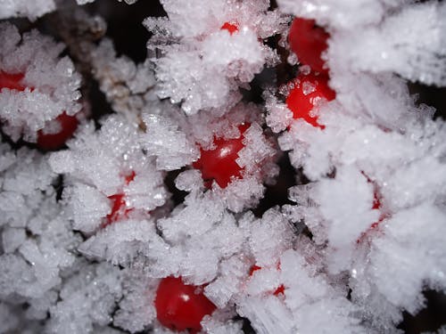Kostenlos Kostenloses Stock Foto zu eis, frost, frucht Stock-Foto