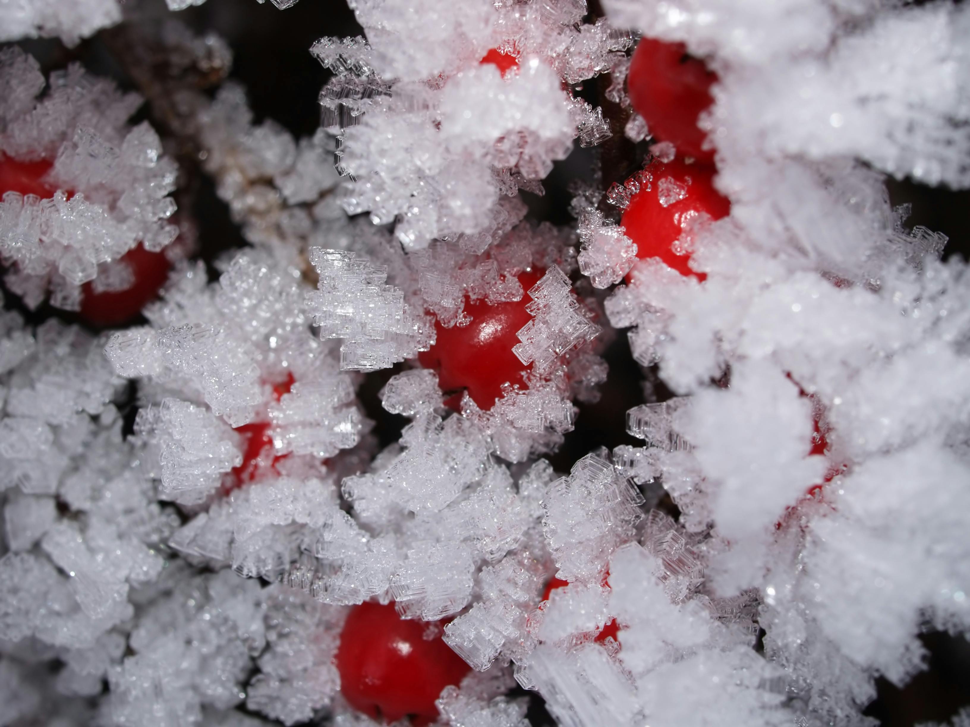 Frosted Fruits · Free Stock Photo