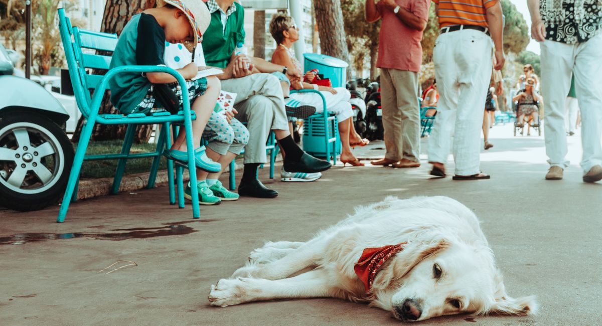 Illustration, partir en vacances avec son chien en italie