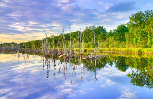 Photos gratuites de arbres, calme, ciel