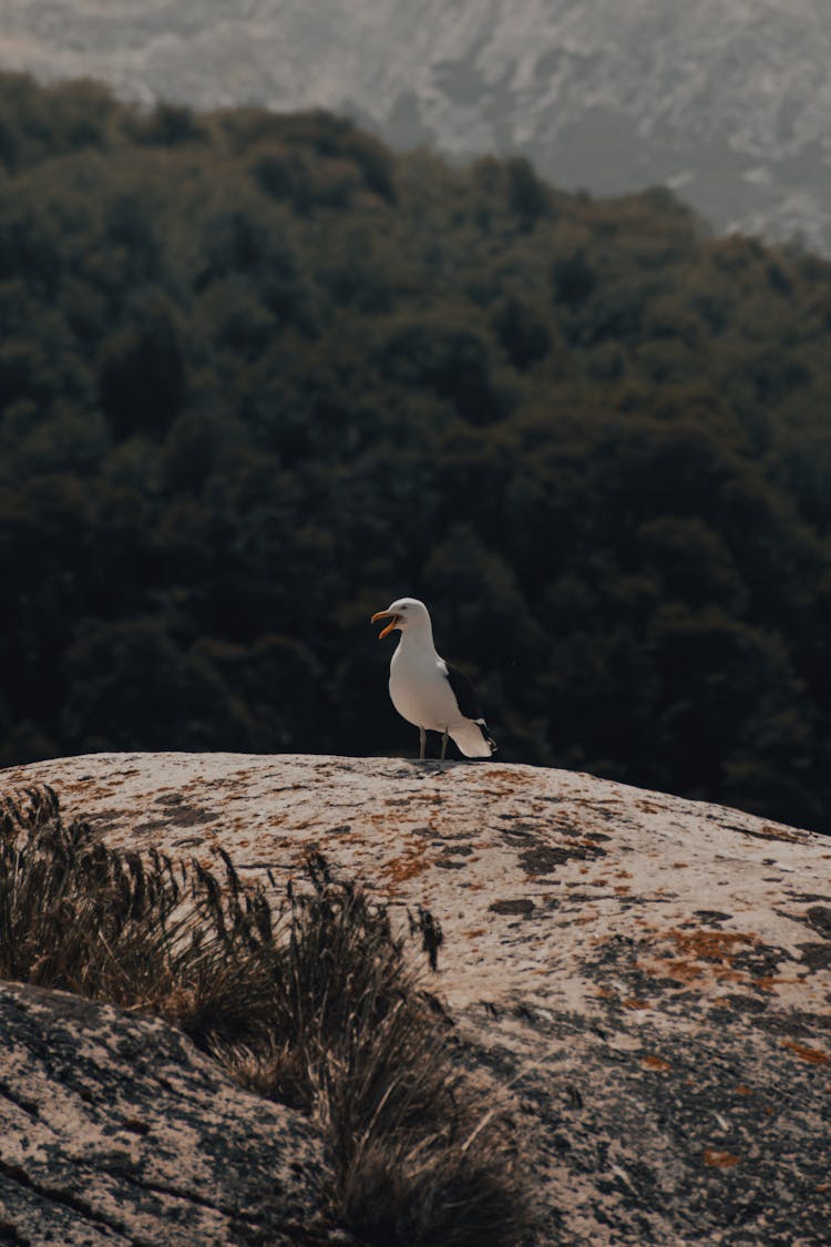 A Seagull Standing On A Rock