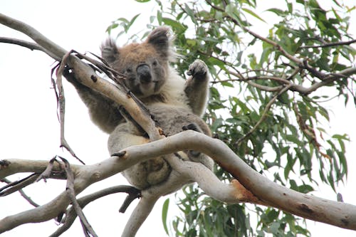 Fotobanka s bezplatnými fotkami na tému Austrália, koala